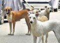 भोपाल के पॉश इलाके श्यामला हिल्स में 20 आवारा कुत्तों को दिया जहर, 15 की मौत; पुलिस ने शुरू की जांच