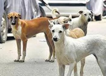 भोपाल के पॉश इलाके श्यामला हिल्स में 20 आवारा कुत्तों को दिया जहर, 15 की मौत; पुलिस ने शुरू की जांच