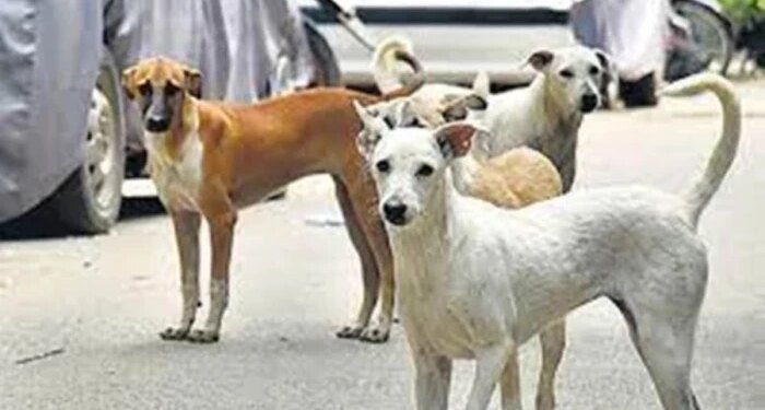 भोपाल के पॉश इलाके श्यामला हिल्स में 20 आवारा कुत्तों को दिया जहर, 15 की मौत; पुलिस ने शुरू की जांच