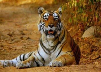 देश के खाली टाइगर रिजर्व्स में जान फूंकेगा एमपी, NTCA की परमिशन मिलते ही रवाना होंगे कान्हा और पेंच के बाघ