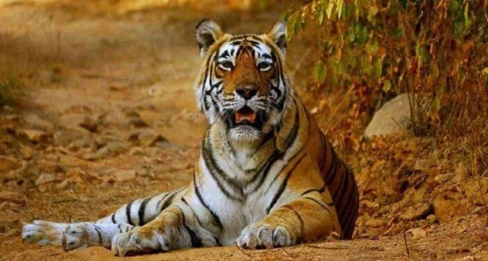 देश के खाली टाइगर रिजर्व्स में जान फूंकेगा एमपी, NTCA की परमिशन मिलते ही रवाना होंगे कान्हा और पेंच के बाघ