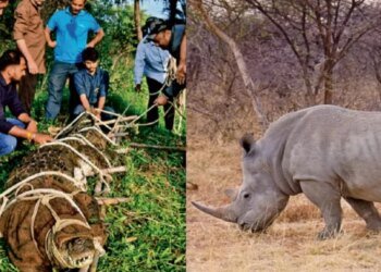 भोपाल में पर्यटकों के लिए बड़ी सौगात, चार मगरमच्छ के बदले असम से आएगा दुनिया का मशहूर एक सींग वाला गेंडा