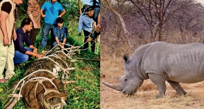 भोपाल में पर्यटकों के लिए बड़ी सौगात, चार मगरमच्छ के बदले असम से आएगा दुनिया का मशहूर एक सींग वाला गेंडा