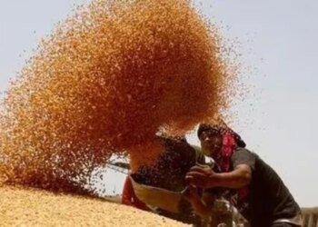 MP में गेहूं की सरकारी खरीदी शुरू, पहले दिन तुला 1,616 क्विंटल अनाज, खरीदी में देरी पर कांग्रेस ने किया प्रदर्शन