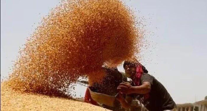 MP में गेहूं की सरकारी खरीदी शुरू, पहले दिन तुला 1,616 क्विंटल अनाज, खरीदी में देरी पर कांग्रेस ने किया प्रदर्शन