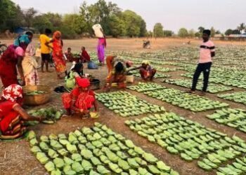 हरा सोना संग्राहकों की बढ़ेगी आय, 920 करोड़ का होगा संभावित भुगतान