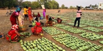 हरा सोना संग्राहकों की बढ़ेगी आय, 920 करोड़ का होगा संभावित भुगतान