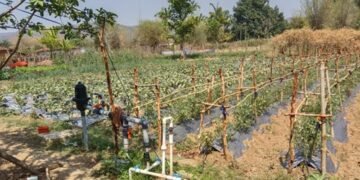 एकीकृत कृषि और आजीविका के लिए ‘दीदी के बखरी’ से आ रही नई क्रांति