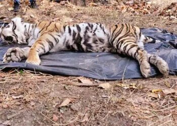 3 साल में 562 वन्यजीव मरे, इनमें 9 बाघ:बलरामपुर, सूरजपुर, धमतरी, रायगढ़ और कोरबा में हाथियों की अधिक मौतें