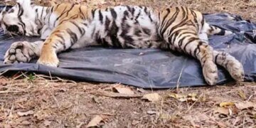 3 साल में 562 वन्यजीव मरे, इनमें 9 बाघ:बलरामपुर, सूरजपुर, धमतरी, रायगढ़ और कोरबा में हाथियों की अधिक मौतें