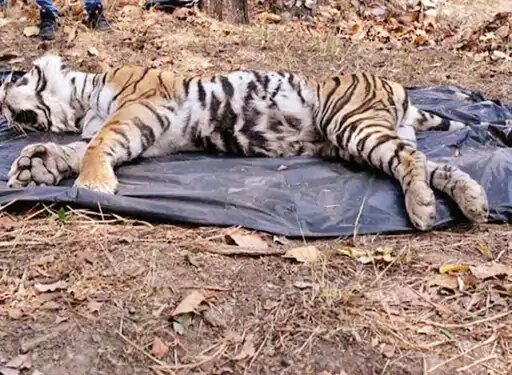 3 साल में 562 वन्यजीव मरे, इनमें 9 बाघ:बलरामपुर, सूरजपुर, धमतरी, रायगढ़ और कोरबा में हाथियों की अधिक मौतें