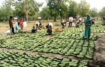 सुकमा में तेंदूपत्ता संग्रहण जारी, 35 हजार से अधिक बोरे का हुआ संग्रहण