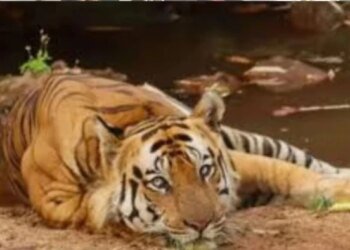 बांधवगढ़ में बाघ की मौत पर बढ़ा सस्पेंस, डिहाइड्रेशन और ट्रैंक्यूलाइज दवा का ओवरडोज बना शक की बड़ी वजह