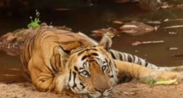 बांधवगढ़ में बाघ की मौत पर बढ़ा सस्पेंस, डिहाइड्रेशन और ट्रैंक्यूलाइज दवा का ओवरडोज बना शक की बड़ी वजह
