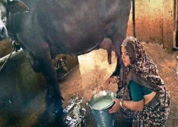 एमपी की प्रीति बाई बनीं डेयरी क्वीन, सालाना कमा रहीं 95 लाख रुपये, 3 भैंसों से की थी शुरुआत