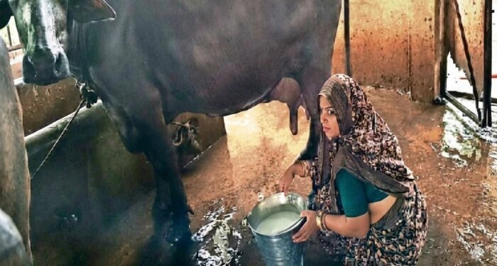 एमपी की प्रीति बाई बनीं डेयरी क्वीन, सालाना कमा रहीं 95 लाख रुपये, 3 भैंसों से की थी शुरुआत