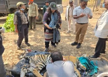 कान्हा में बाघिन और शावकों की मौत का खुलासा… कैनाइन डिस्टेंपर वायरस की पुष्टि, अलर्ट पर वन प्रबंधन