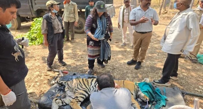 कान्हा में बाघिन और शावकों की मौत का खुलासा… कैनाइन डिस्टेंपर वायरस की पुष्टि, अलर्ट पर वन प्रबंधन