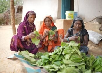 गाँव-गाँव इन दिनों तेंदूपत्ता संग्रहण का चल रहा सिलसिला