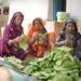 गाँव-गाँव इन दिनों तेंदूपत्ता संग्रहण का चल रहा सिलसिला