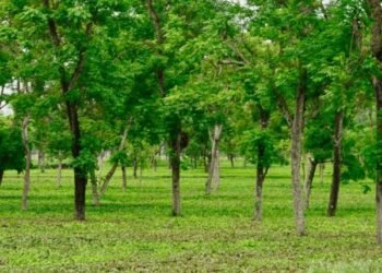 मियावकी वन तकनीक से हरित छत्तीसगढ़ की ओर बढ़ते कदम