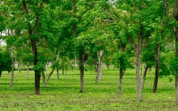 मियावकी वन तकनीक से हरित छत्तीसगढ़ की ओर बढ़ते कदम
