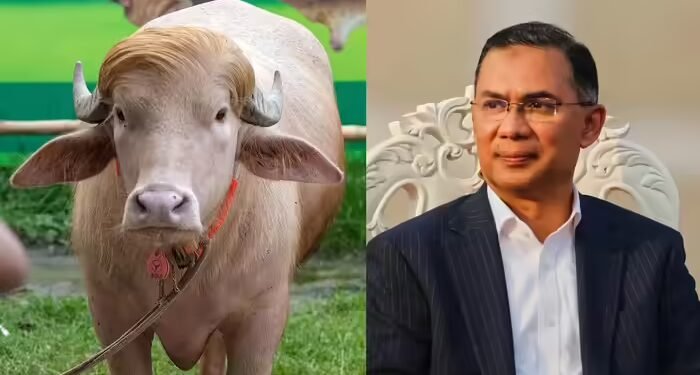 ‘डोनाल्ड ट्रंप’ भैंसे की बांग्लादेश में नहीं दी जाएगी कुर्बानी, तारिक रहमान सरकार ने लिया फैसला, अमेरिका से डरे?