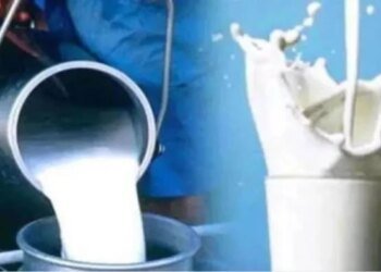 भोपाल दुग्ध संघ का बड़ा फैसला: दूध की खरीद दर बढ़कर हुई 870 प्रति किलो फैट