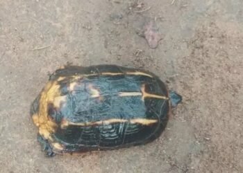 उदंती-सीतानदी टाइगर रिजर्व में मिला दुर्लभ हिमालयी कछुआ