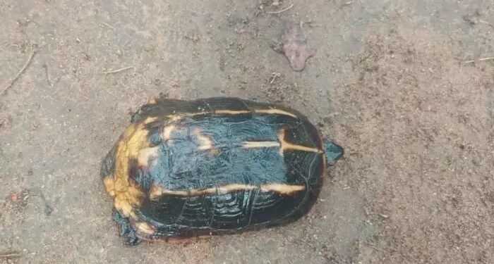 उदंती-सीतानदी टाइगर रिजर्व में मिला दुर्लभ हिमालयी कछुआ