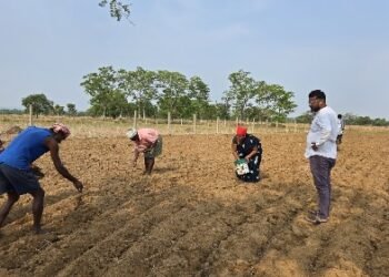किसानों ने अपनाया लाभकारी फसलों का विकल्प