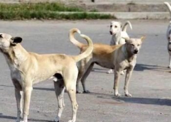 कोरबा में आवारा कुत्तों का आतंक, हमले में मासूम की मौत; निगम ने पकड़े 15 कुत्ते