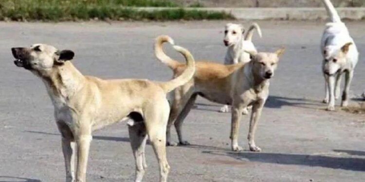 कोरबा में आवारा कुत्तों का आतंक, हमले में मासूम की मौत; निगम ने पकड़े 15 कुत्ते