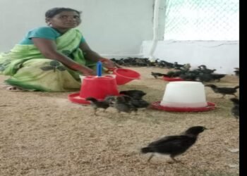 संघर्ष से सफलता तक का सफर: सुनीता नरवास का जीवन उन्नत बैकयार्ड मुर्गीपालन से आत्मनिर्भरता की ओर बढ़ते कदम