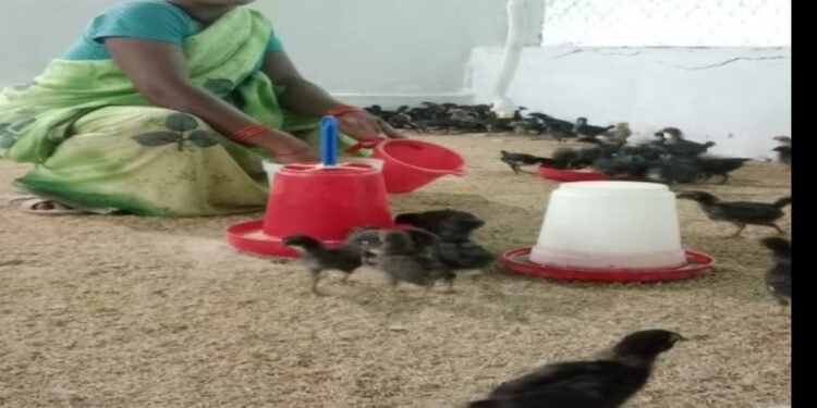 संघर्ष से सफलता तक का सफर: सुनीता नरवास का जीवन उन्नत बैकयार्ड मुर्गीपालन से आत्मनिर्भरता की ओर बढ़ते कदम