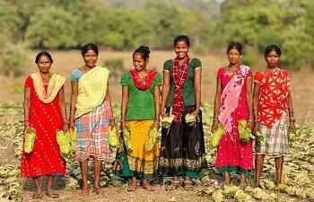 तेंदूपत्ता संग्राहकों के चेहरे खिले, 40.72 करोड़ रुपए सीधे संग्राहकों के बैंक खातों में
