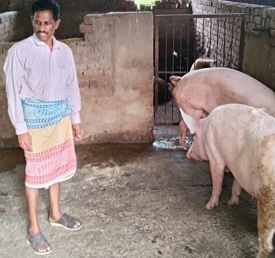 छोटी शुरुआत, बड़ी सफलता: सूकर पालन से आत्मनिर्भर बने अशोक कुमार चांद