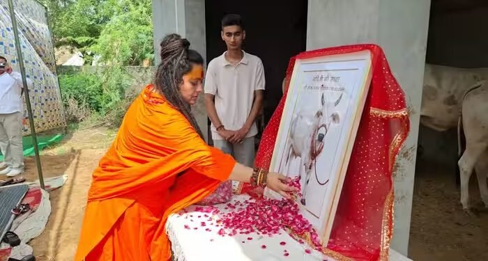 हरियाणा में गाय की तेरहवीं पर 11 गांवों को दिया गया न्योता, लगाया गया 650 किलो रसगुल्लों का भोग, देखें तस्वीरें