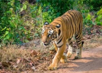 छत्तीसगढ़ में MP के बाघों ने बढ़ाया कुनबा, 2010 में सिर्फ एक था, अब 10 पार
