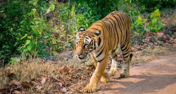 छत्तीसगढ़ में MP के बाघों ने बढ़ाया कुनबा, 2010 में सिर्फ एक था, अब 10 पार