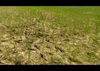 MP में मानसून की बेरुखी से फसलों पर संकट: कम बारिश, सूखने लगीं धान की क्यारियां