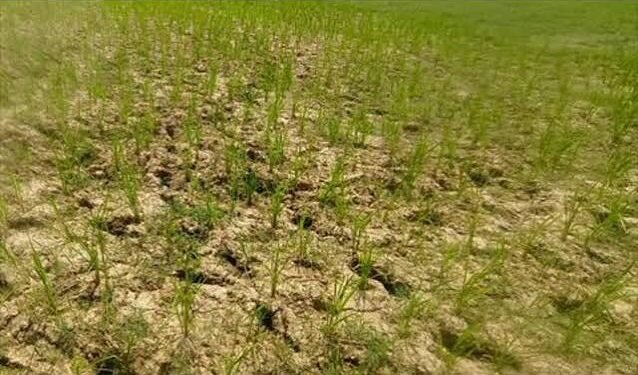 MP में मानसून की बेरुखी से फसलों पर संकट: कम बारिश, सूखने लगीं धान की क्यारियां