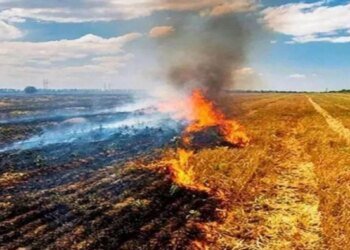 मध्य प्रदेश में पराली बनी बड़ी चिंता, रोकथाम के दावों के बीच बढ़ीं आग की घटनाएं; 2026 में आंकड़ा 39 हजार पार