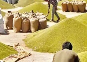 एमपी में 84,492 टन मूंग का कोटा बढ़ा:केंद्र ने मानी मांग, कोटा 4,54,580 टन से बढ़कर 5,39,072 टन हो गया