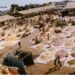 मध्यप्रदेश की कृषि उपज मंडियों का हुआ 10 वर्ष बाद नवीन वर्गीकरण