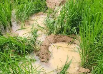 रायगढ़ में हाथियों ने 26 किसानों की धान फसल रौंदी:रात में जंगल से निकलकर खेतों में घुसे, जिले में 165 हाथियों का डेरा