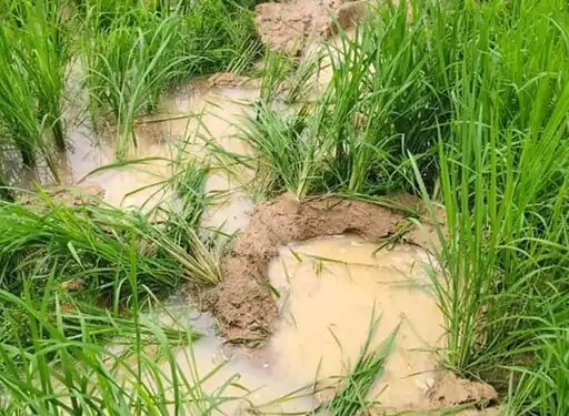 रायगढ़ में हाथियों ने 26 किसानों की धान फसल रौंदी:रात में जंगल से निकलकर खेतों में घुसे, जिले में 165 हाथियों का डेरा