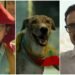 ‘ओह माय डॉग’ OTT रिलीज: अब घर बैठे देखिए पंकज त्रिपाठी की फिल्म, IMDb पर 8.1 रेटिंग, 250 कुत्तों ने किया काम