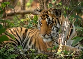 पर्यटकों की चहेती कान्हा की ‘नन्हीं प्रिंसेस’ की दर्दनाक मौत, 11 महीने की थी बाघिन शावक, आपसी संघर्ष की आशंका