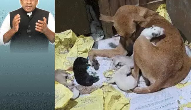 CMHO ऑफिस में कुतिया की डिलीवरी, 6 पिल्ले जन्मे:तहसीलदार पर चिल्लाए MLA- तेरे बाप का राज है क्या; बाइक पर भाजपा विधायक का स्टंट
